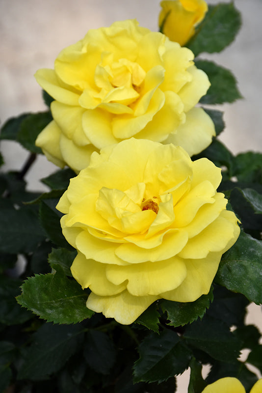 Rosa 'Sunsprite' (Sunsprite Rose)