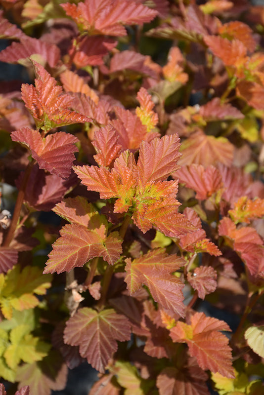 Physocarpus opulifolius 'Amber Jubilee