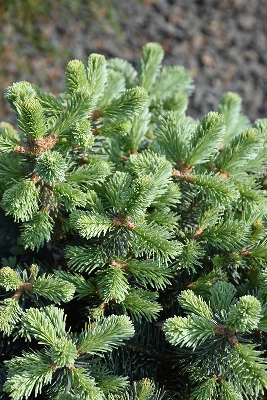 Abies lasiocarpa 'Glauca Compacta'