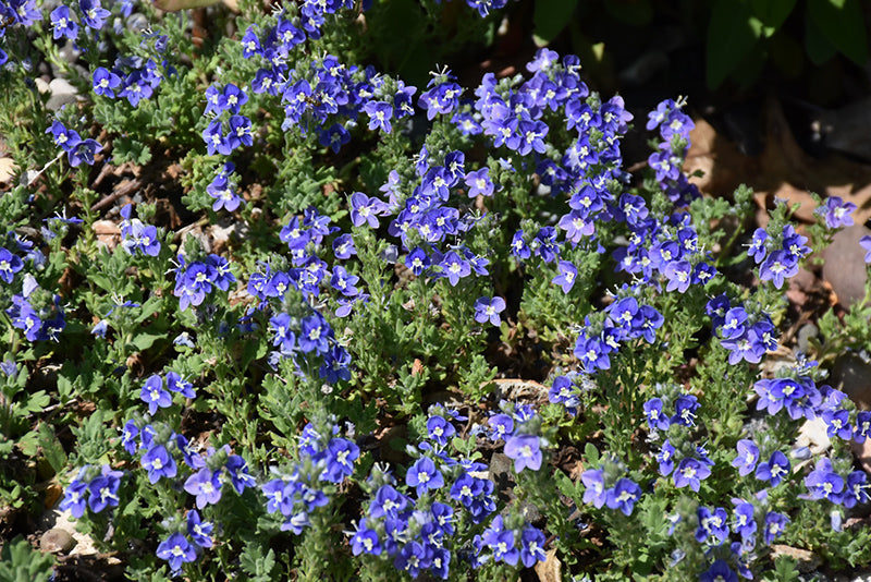 Veronica spicata 'Tidal Pool'