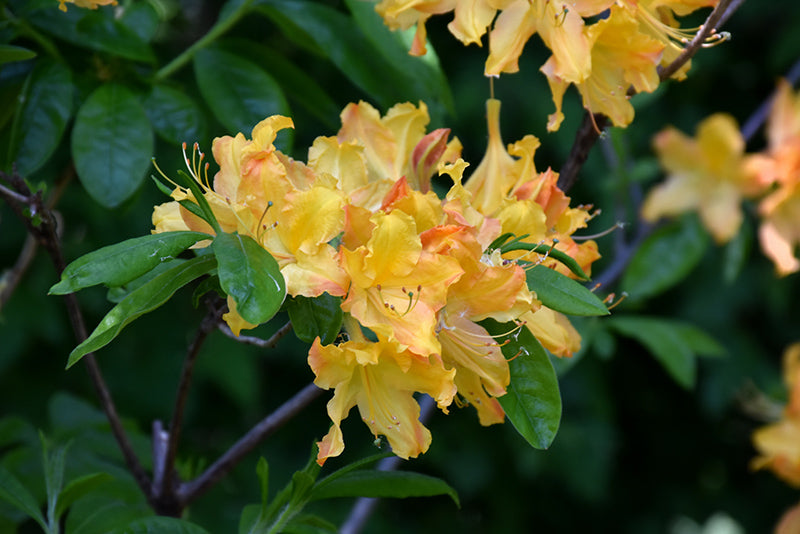 Azalea 'Golden Lights'