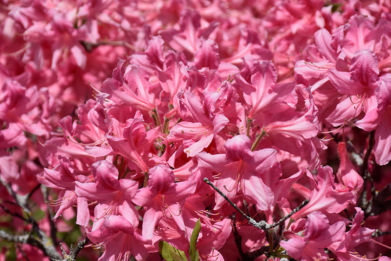 Azalea 'Rosy Lights'