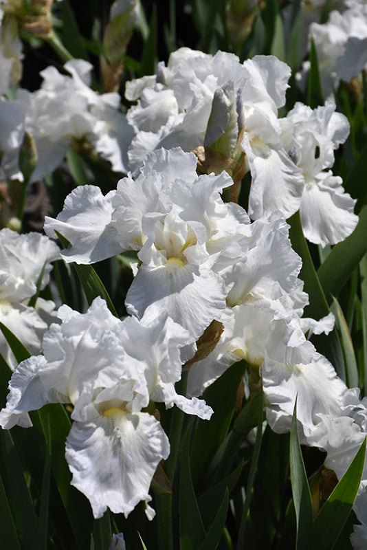 Iris 'Immortality'