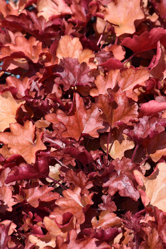 Heuchera 'Fire Alarm'