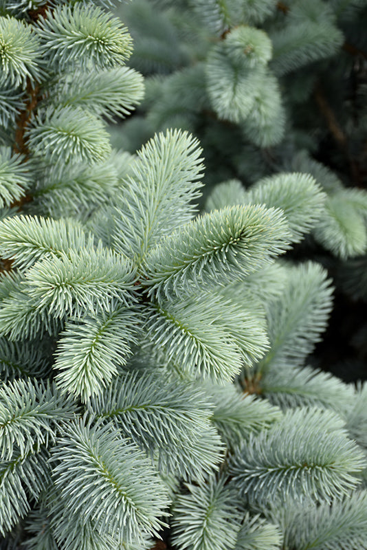 Picea pungens glauca 'Hoopsi'