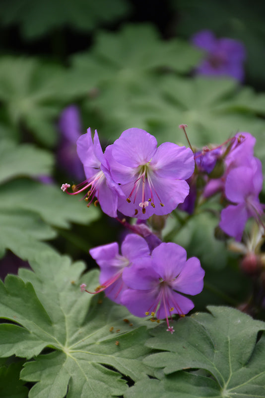 Geranium 'Karmina'