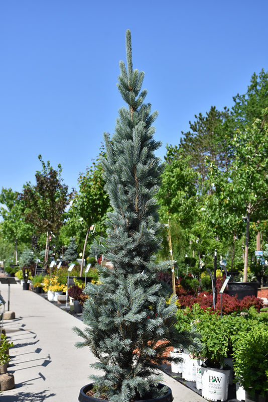 Picea pungens 'Blue Totem'