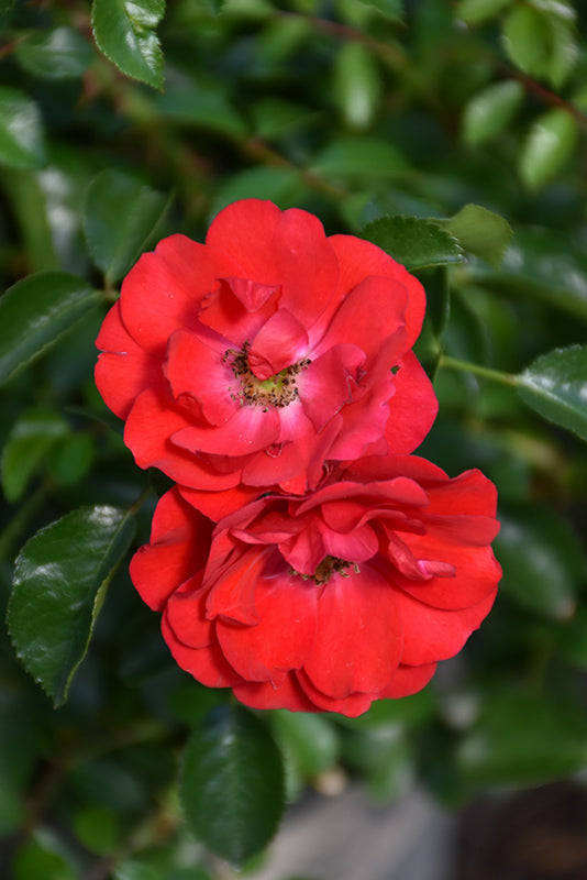 Rosa 'Flower Carpet Scarlett'