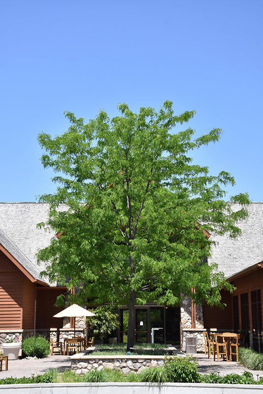 Gleditsia triacanthos 'Skyline'