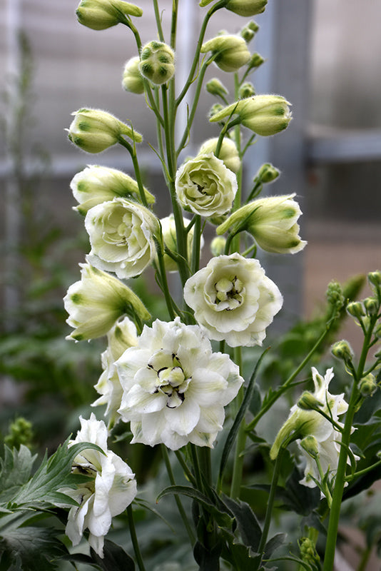 Delphinium 'Black Eyed Angels'