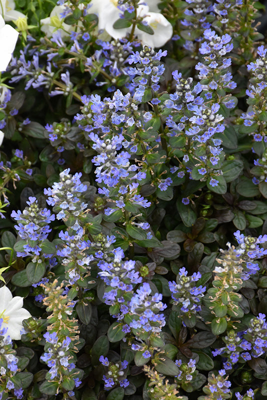 Ajuga 'Chocolate Chip'