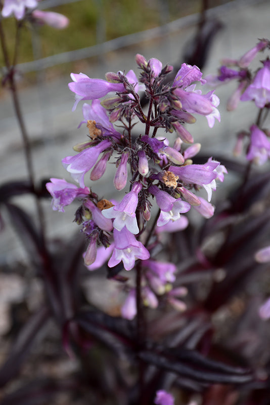 Penstemon 'Midnight Masquerade'