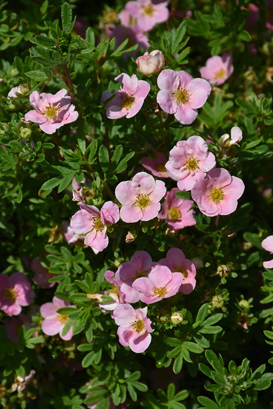 Potentilla fruticosa 'Pink Beauty'
