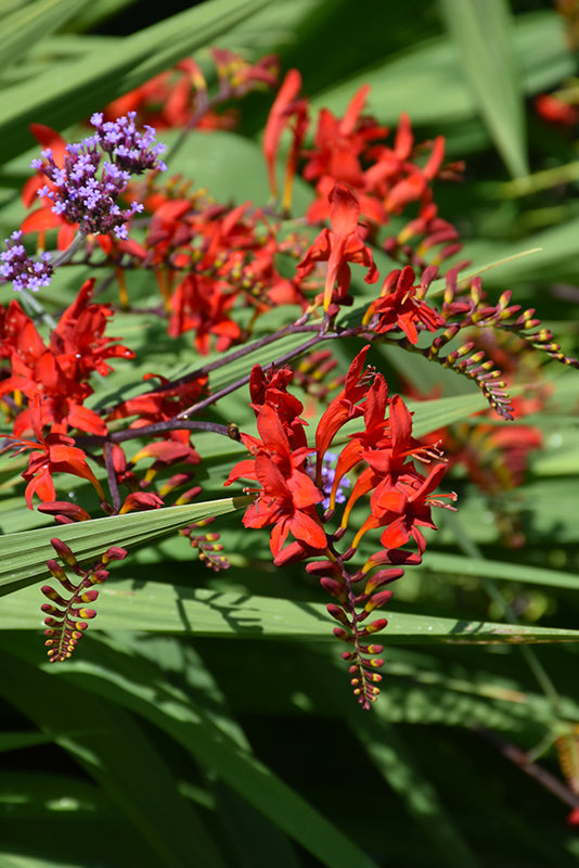 Crocosmia 'Lucifer'
