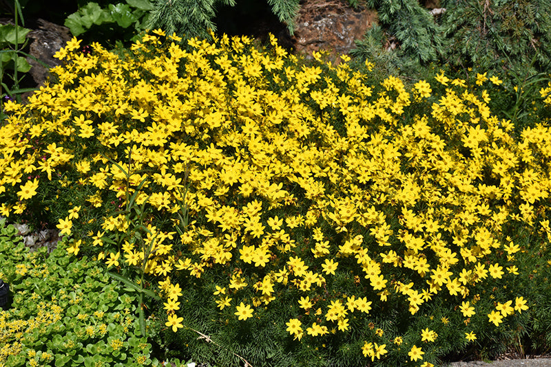 Coreopsis verticillata 'Zagreb'