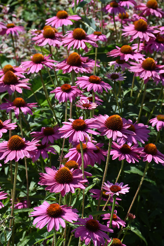 Echinacea purpurea 'PowWow Wild Berry'