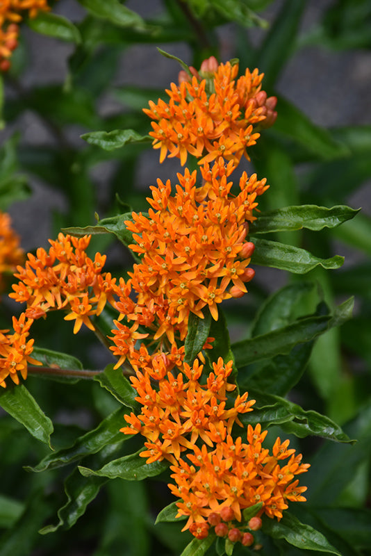 Asclepias Tuberosa