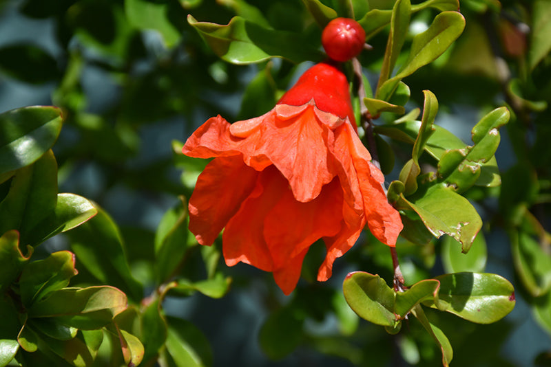 Pomegranate-Punica granatum 'Favorite'
