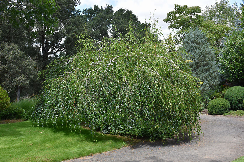 Betula pendula youngii