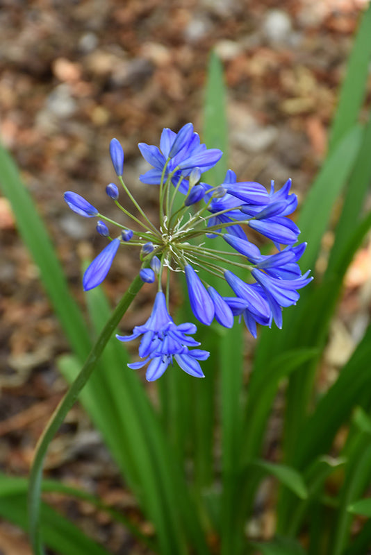 Agapanthus 'Northern Star'