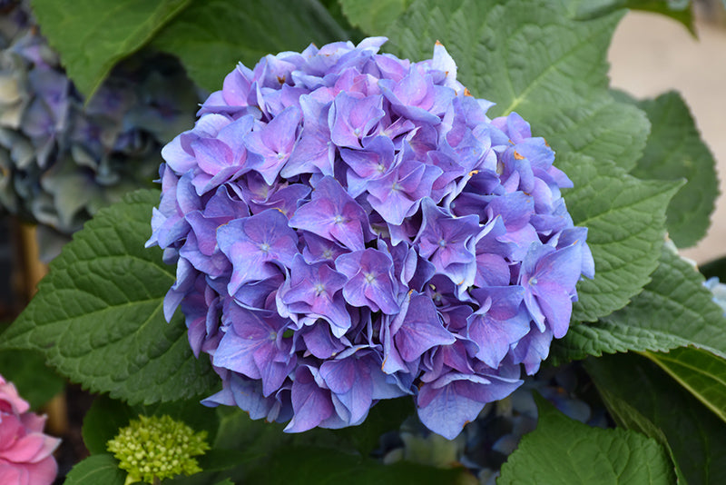 Hydrangea macrophylla 'Blue Jangles'