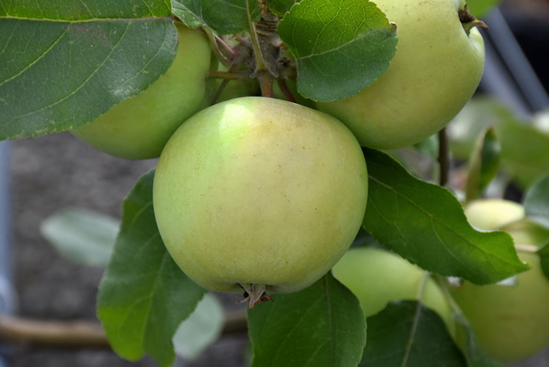 Apple - Malus 'Lodi'