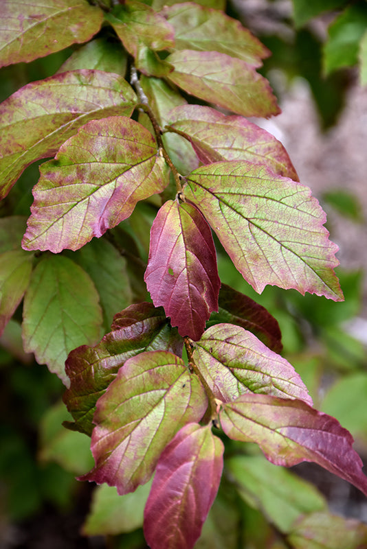 Parrotia persica 'Persian Spire'