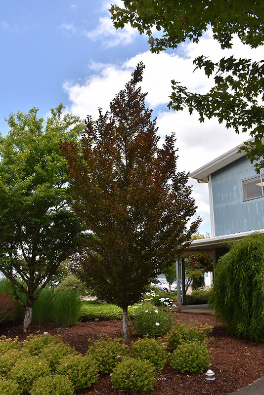 Styrax japonicus 'Evening Light'