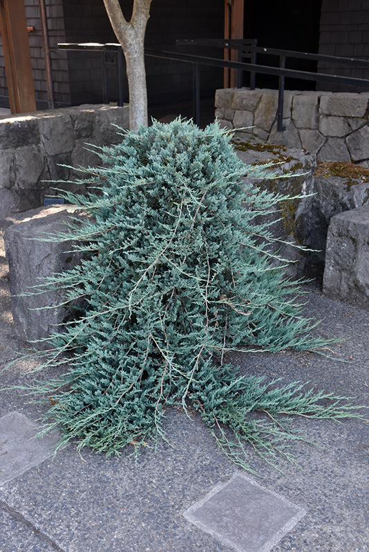 Juniperus horizontalis 'Wiltonii'