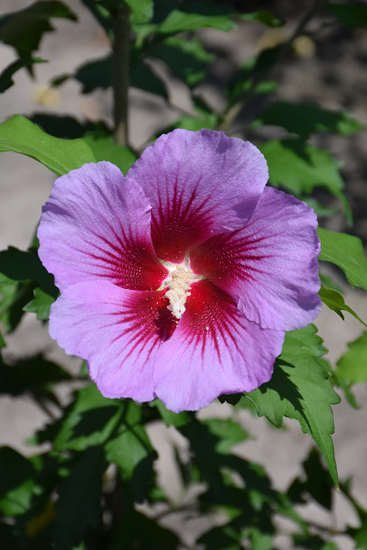 Hibiscus syriacus 'Purple Pillar'