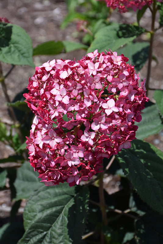 Hydrangea arborescens 'Invincibelle Ruby'