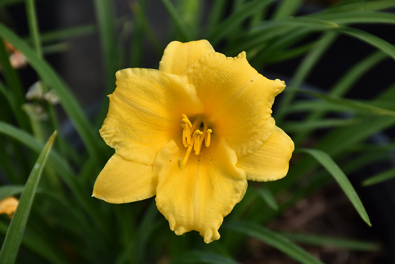 Hemerocallis 'Stella d'Oro'