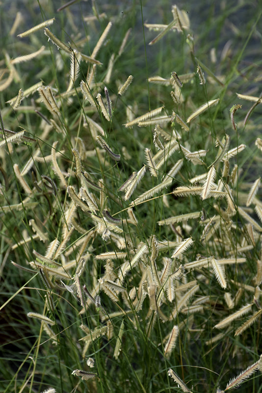 Bouteloua gracilis