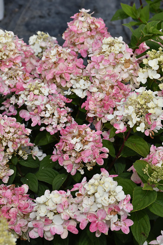 Hydrangea paniculata 'Fire Light Tidbit'
