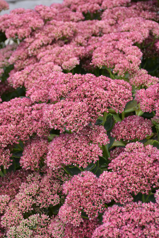 Sedum spectabile 'Autumn Fire'