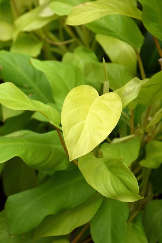 Philodendron cordatum 'Lemon Lime'