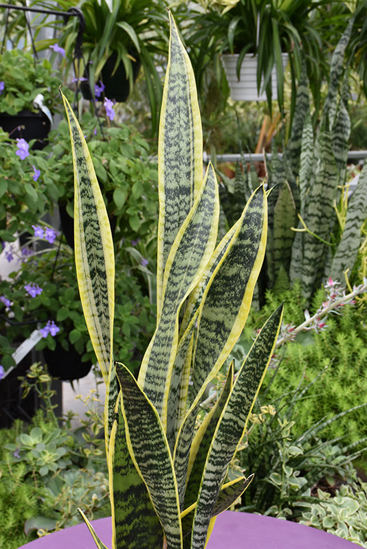 Sansevieria trifasciata 'Laurentii'