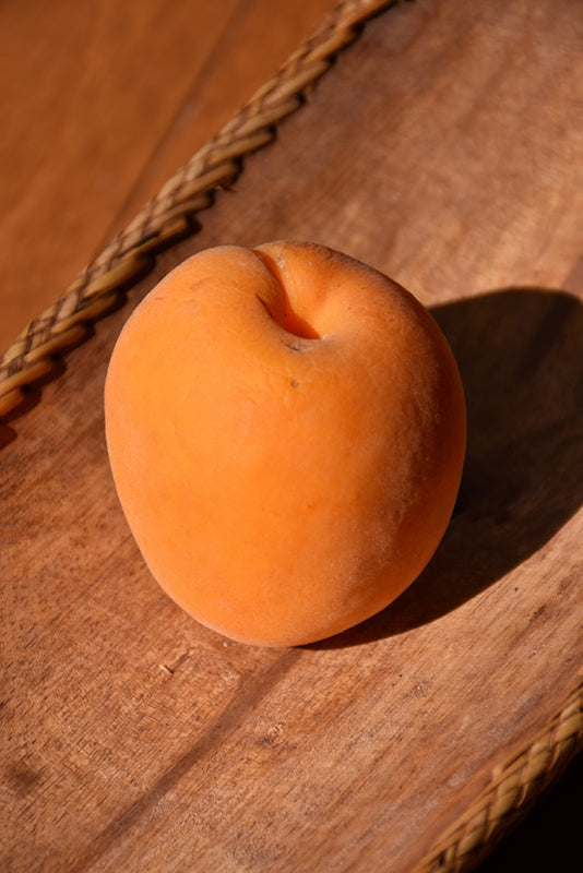 Apricot - Prunus armeniaca 'Puget Gold'