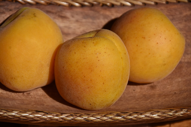 Apricot - Prunus armeniaca 'Harcot'