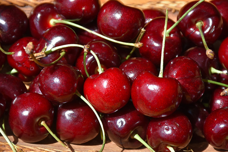 Cherry - Prunus avium 'Van'