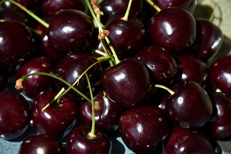 Cherry - Prunus avium 'Bing'