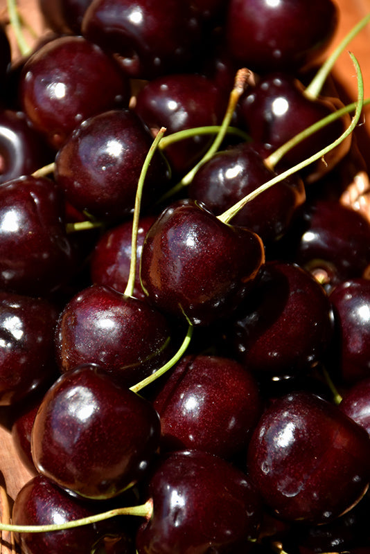 Cherry - Prunus avium 'Lapins'
