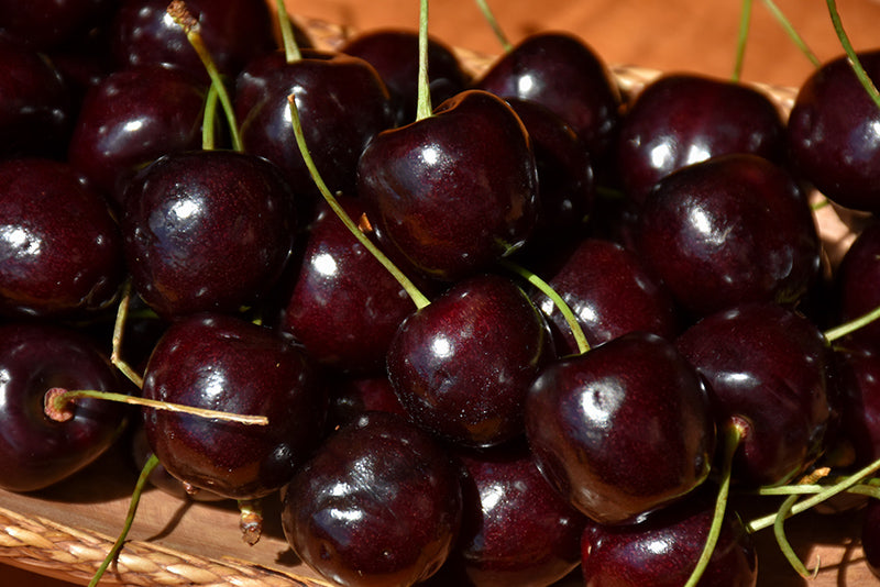 Cherry - Prunus avium 'Stella'