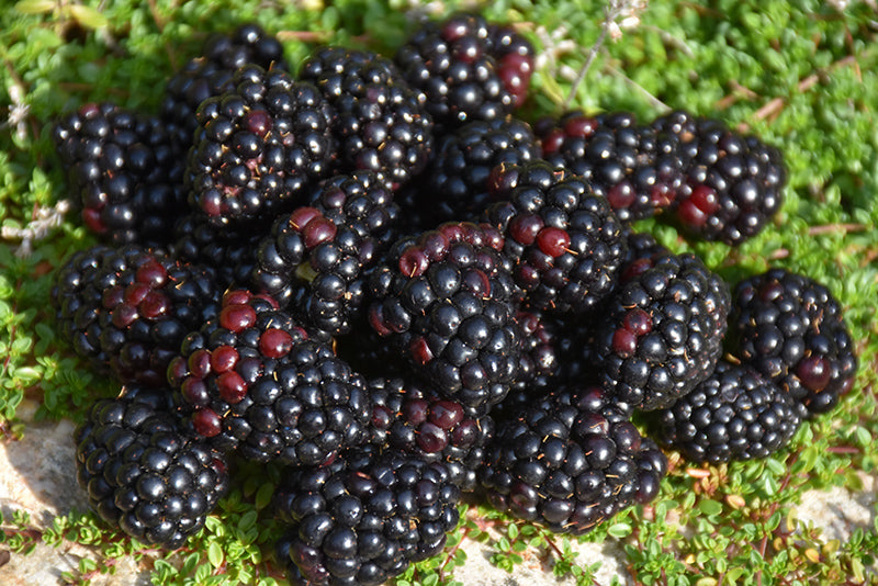 Rubus Watson 'Black Satin'