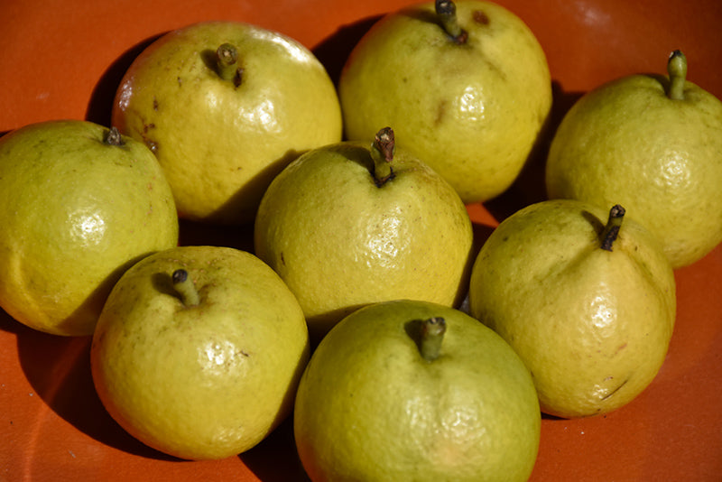 Pear - Pyrus communis 'Gold Spice'