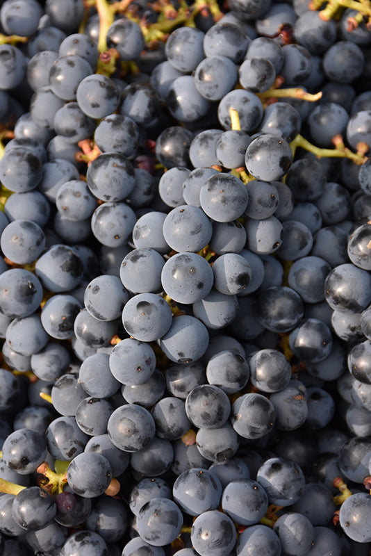 Vitis vinifera x labrsusca 'Steuben' Grape
