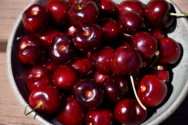 Cherry - Prunus avium 'Black Gold'