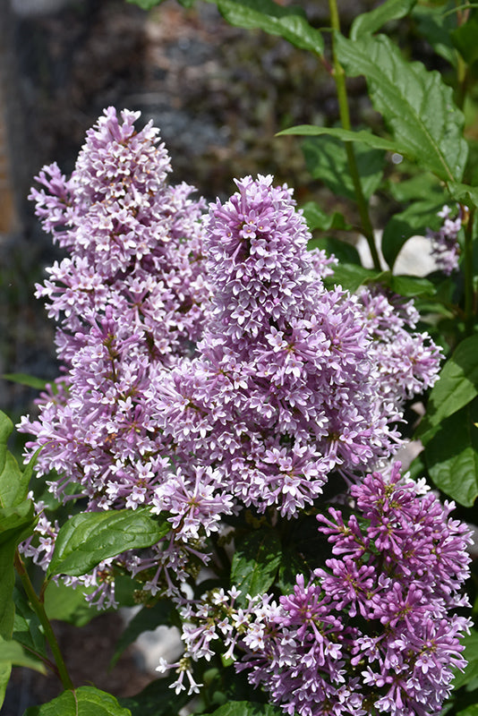 Syringa x prestoniae 'Donald Wyman'