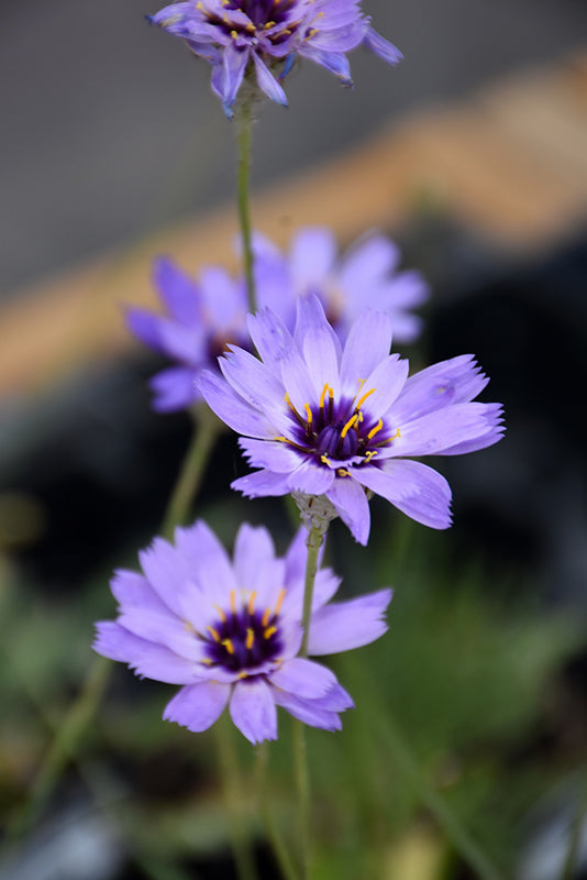 Catananche caerulea