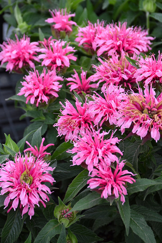 Monarda 'Balmy Pink'